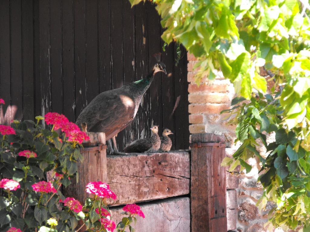 Penzion Mas Roquet Maçanet de Cabrenys Exteriér fotografie