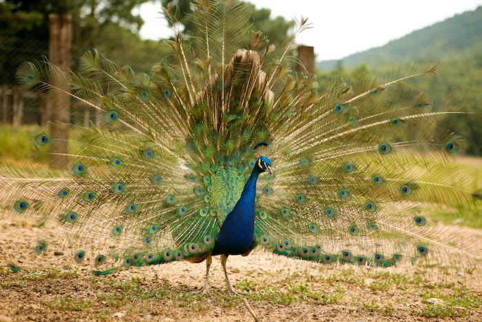 Penzion Mas Roquet Maçanet de Cabrenys Exteriér fotografie
